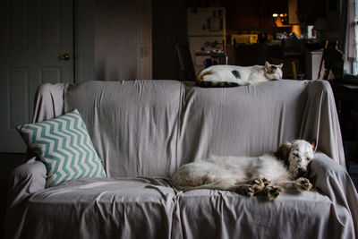 Cat relaxing on bed at home