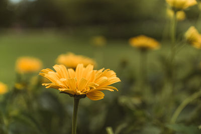 Close-up of yellow flowering plant on field