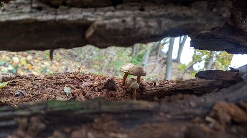 Close-up of mushrooms on wood