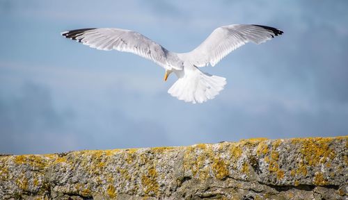 Low angle view of seagull flying