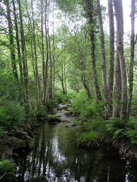 Scenic view of lake in forest