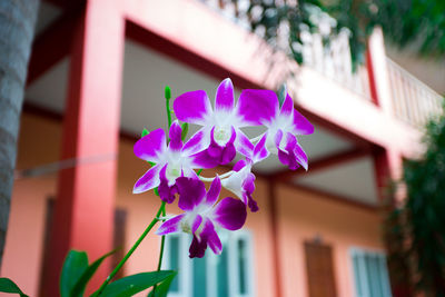 Close-up of pink flowering plant against building