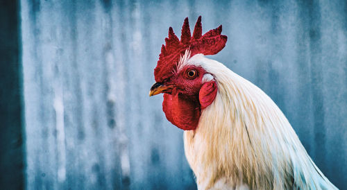 Close-up of rooster