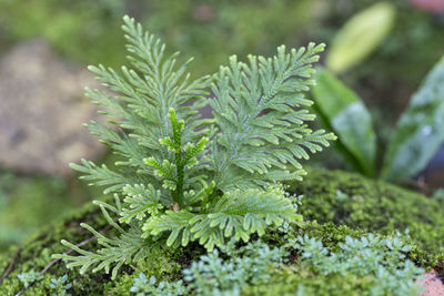 Close-up of fresh green plant in garden