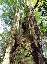 Low angle view of tree trunk in forest