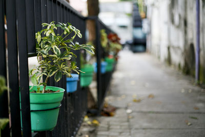 Potted plant on footpath
