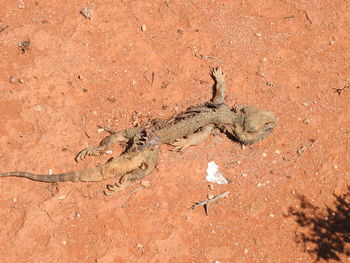 High angle view of a lizard