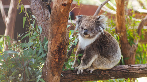 Portrait of cat sitting on tree trunk