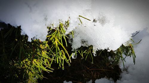 Close-up of plants against sky