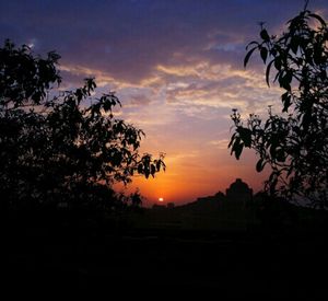 Silhouette of trees at sunset