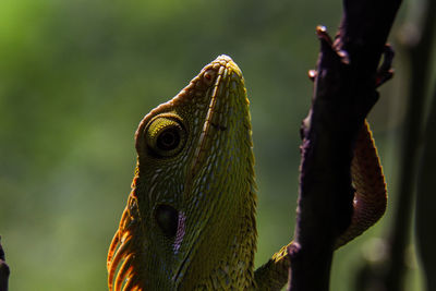 Close-up of chameleon on leaf