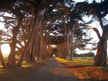 Footpath amidst trees