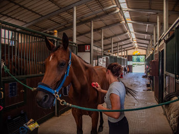 Horse in stable