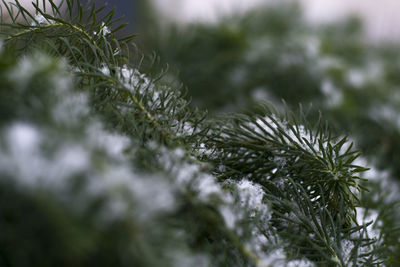 Close-up of frost