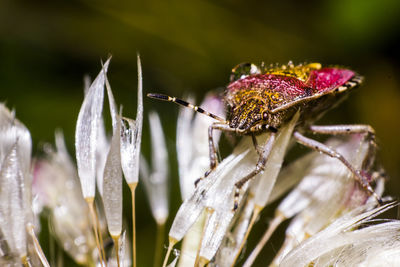 Close-up of insect on flower