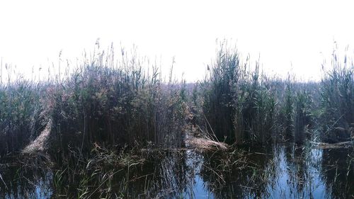 Scenic view of lake against clear sky