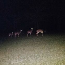 Horses grazing on field at night