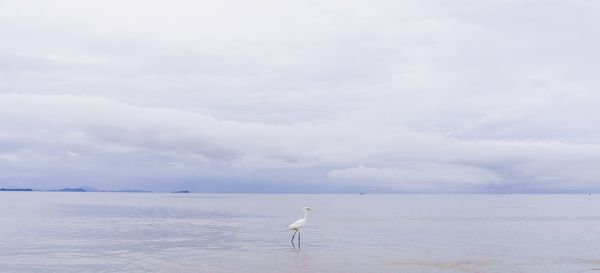 Seagull flying over sea against sky