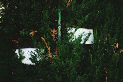 Trees against green wall