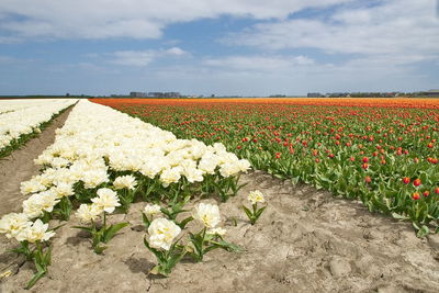 Scenic view of flowering plants on field against sky