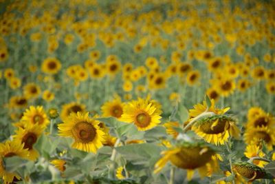 Close-up of yellow flowers blooming in field