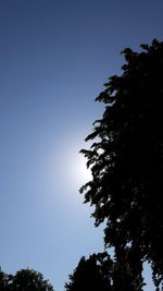 Low angle view of trees against blue sky
