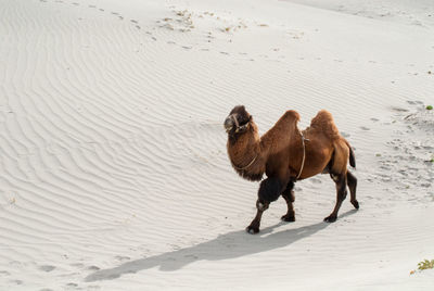 Horses on sand at beach