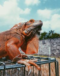 Close-up of chameleon on metal outdoors