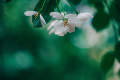 Close-up of white cherry blossoms