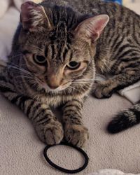 Close-up portrait of a cat