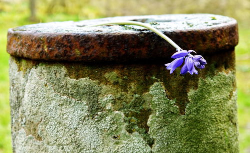 Close up of flower