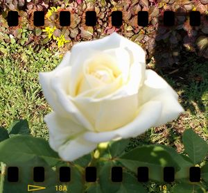 Close-up of white flowers blooming outdoors