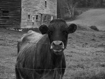 Close-up of cow in farm