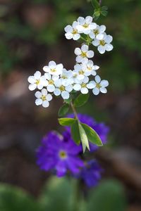 Close-up of white flowering plant