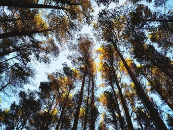 Low angle view of trees in forest