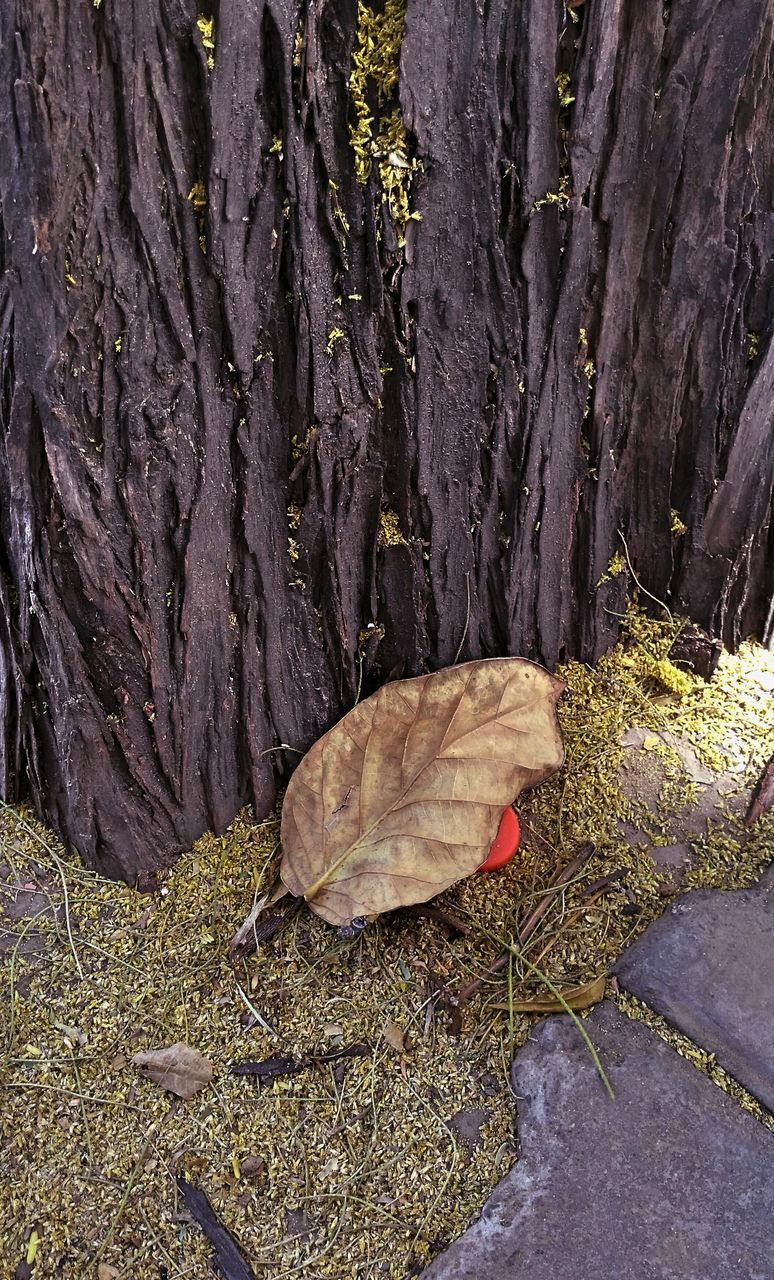 CLOSE-UP OF LIZARD ON TREE TRUNK