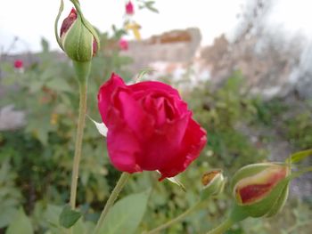 Close-up of pink rose