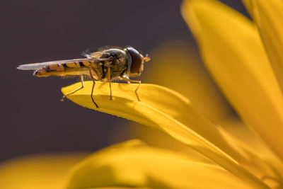 Close-up of insect on yellow flower