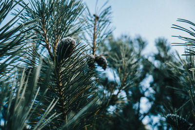 Low angle view of pine trees against sky