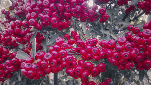 Close-up of red berries