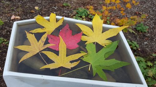 High angle view of yellow maple leaves on plant