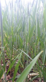 Close-up of crops growing on field