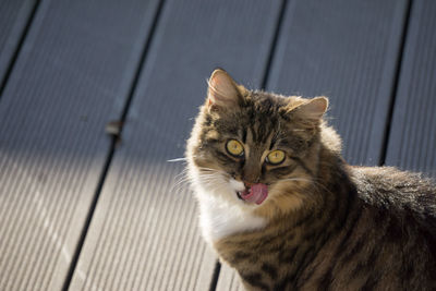 Close-up portrait of cat