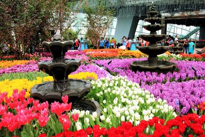 Flowers blooming in park