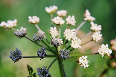 Close-up of purple flowering plants