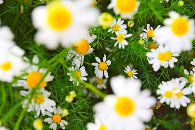 Close-up of white daisy flowers