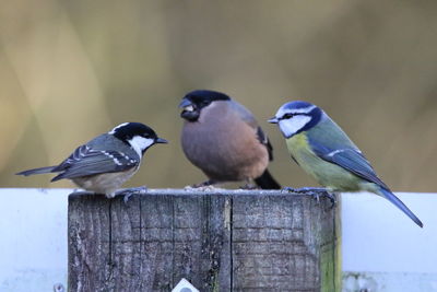 Close-up of birds perching on wood