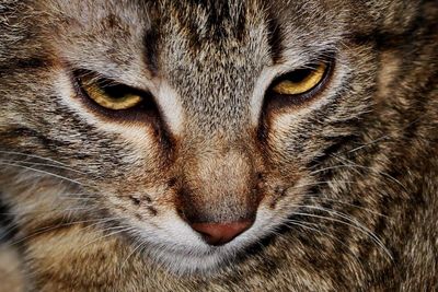 Close-up portrait of cat