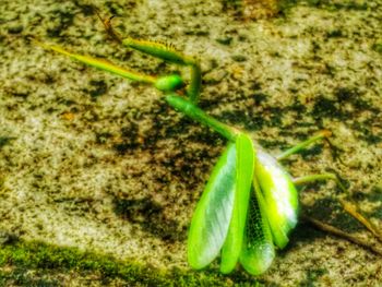 Close-up of green plant