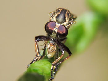 Close-up of dragonfly on plant